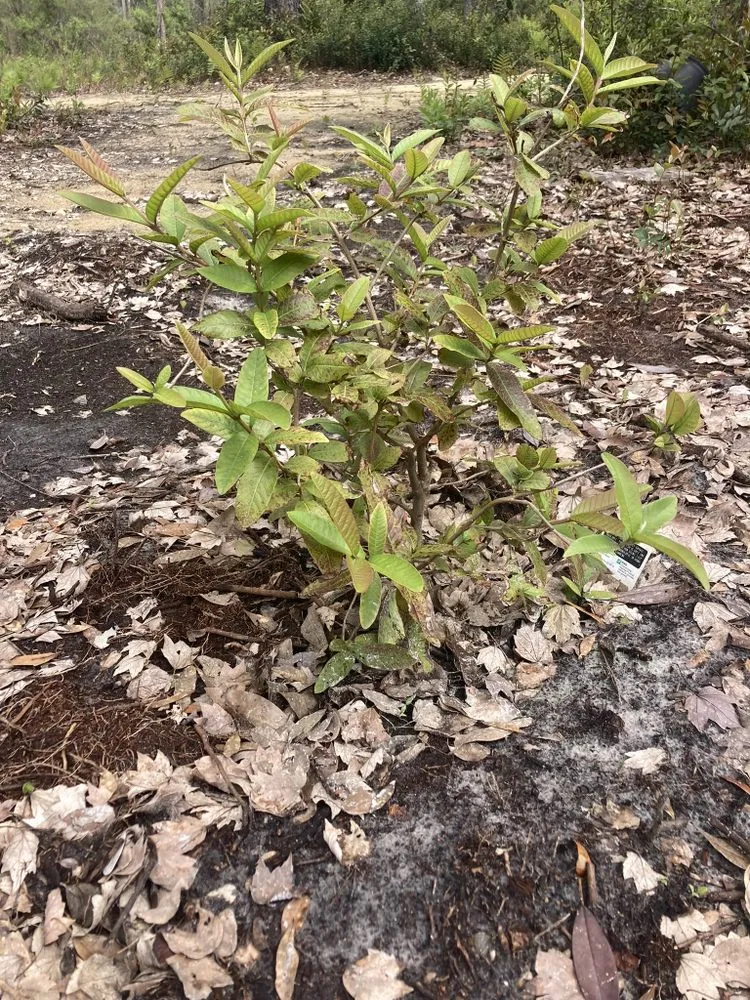 Expert outdoor landscaping in Leesburg, FL by Pa’s Garden Service