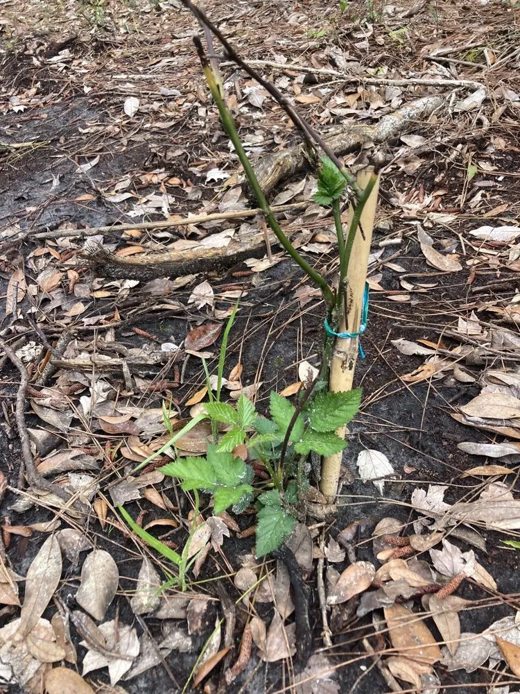 Affordable yard cleanup service with custom design across Leesburg, FL - Pa’s Garden Service