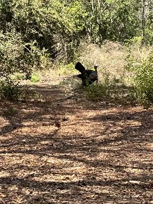 Pa’s Garden Service Logo