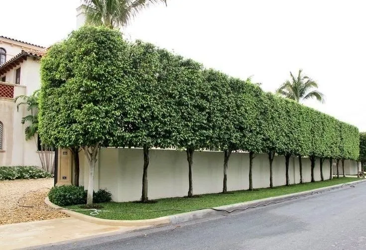 Affordable garden landscaping in Pasadena, CA by Pasadena Landscaping