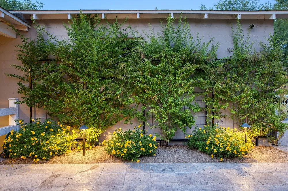 Affordable landscaping services for beautiful yards across Scottsdale, AZ - Pascale Land Design