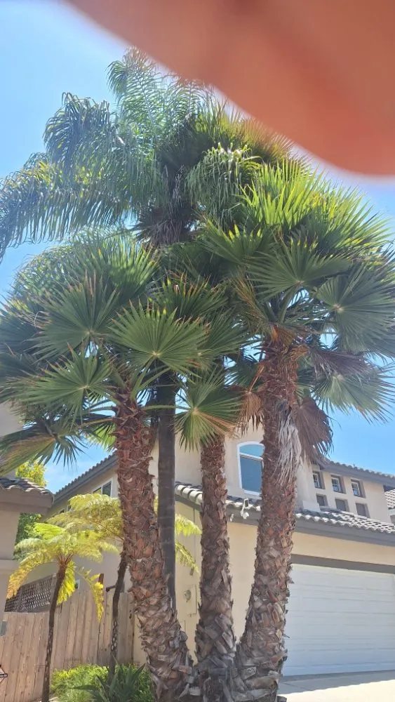 Custom lawn mowing service in Escondido, CA - Pascual's Handyman Landscape Services