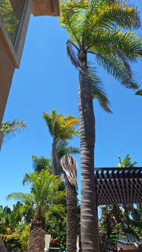 Custom lawn mowing service experts serving Escondido, CA - Pascual's Handyman Landscape Services