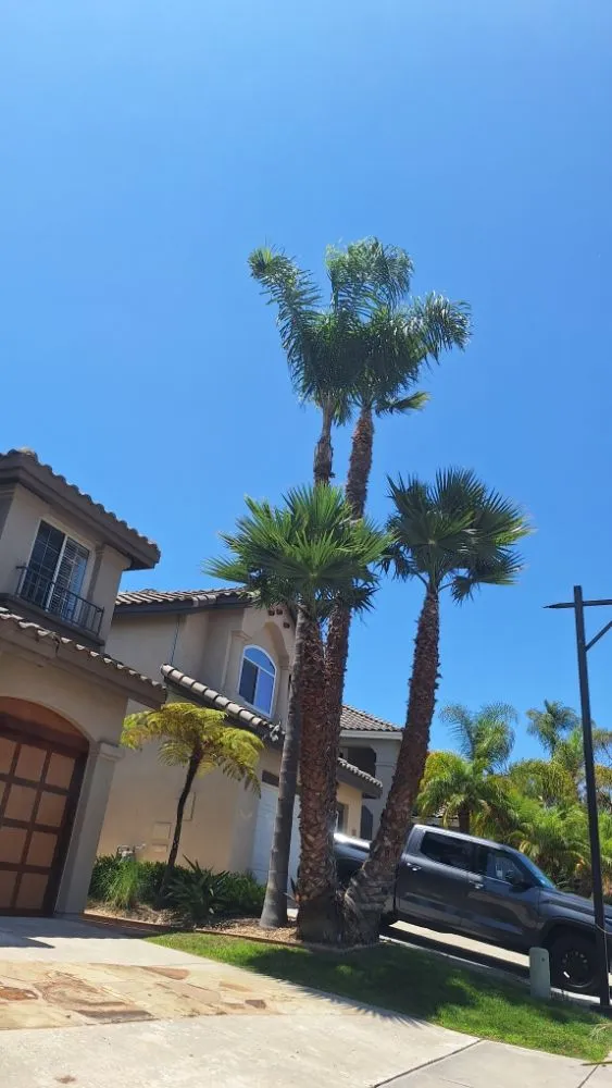 Trusted yard cleanup service with custom design in Escondido, CA by Pascual's Handyman Landscape Services