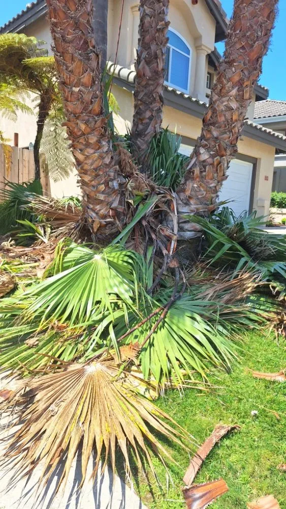 Local landscaping services for homes in Escondido, CA by Pascual's Handyman Landscape Services