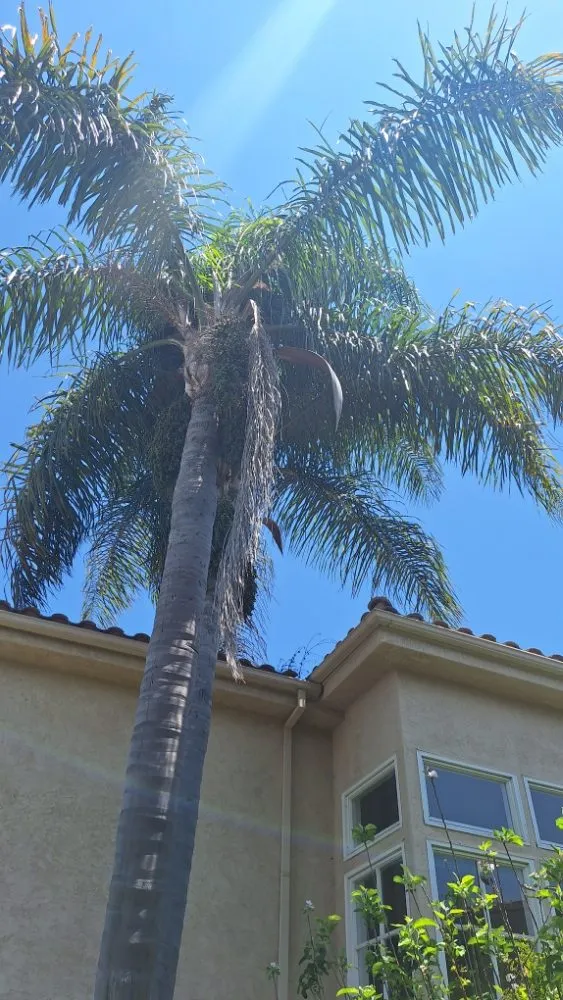 Local garden landscaping experts serving Escondido, CA - Pascual's Handyman Landscape Services