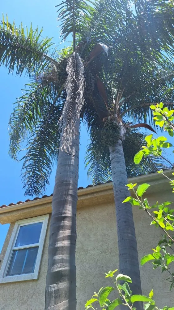 Professional outdoor landscaping near you across Escondido, CA - Pascual's Handyman Landscape Services