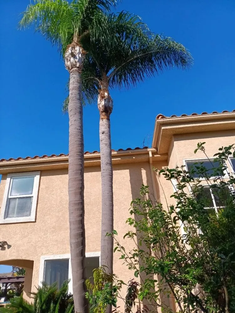 Trusted landscaping services experts serving Escondido, CA - Pascual's Handyman Landscape Services