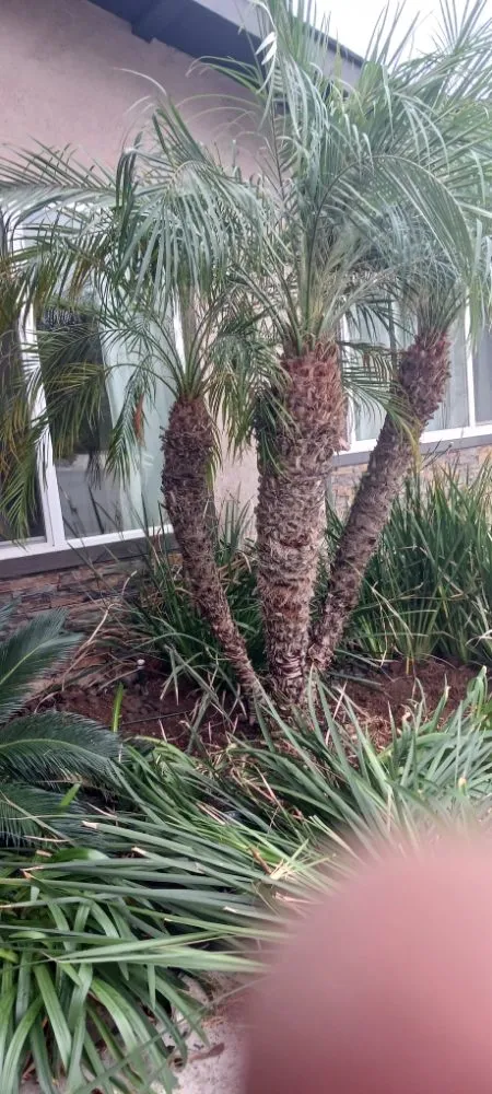 Reliable garden landscaping experts serving Escondido, CA - Pascual's Handyman Landscape Services