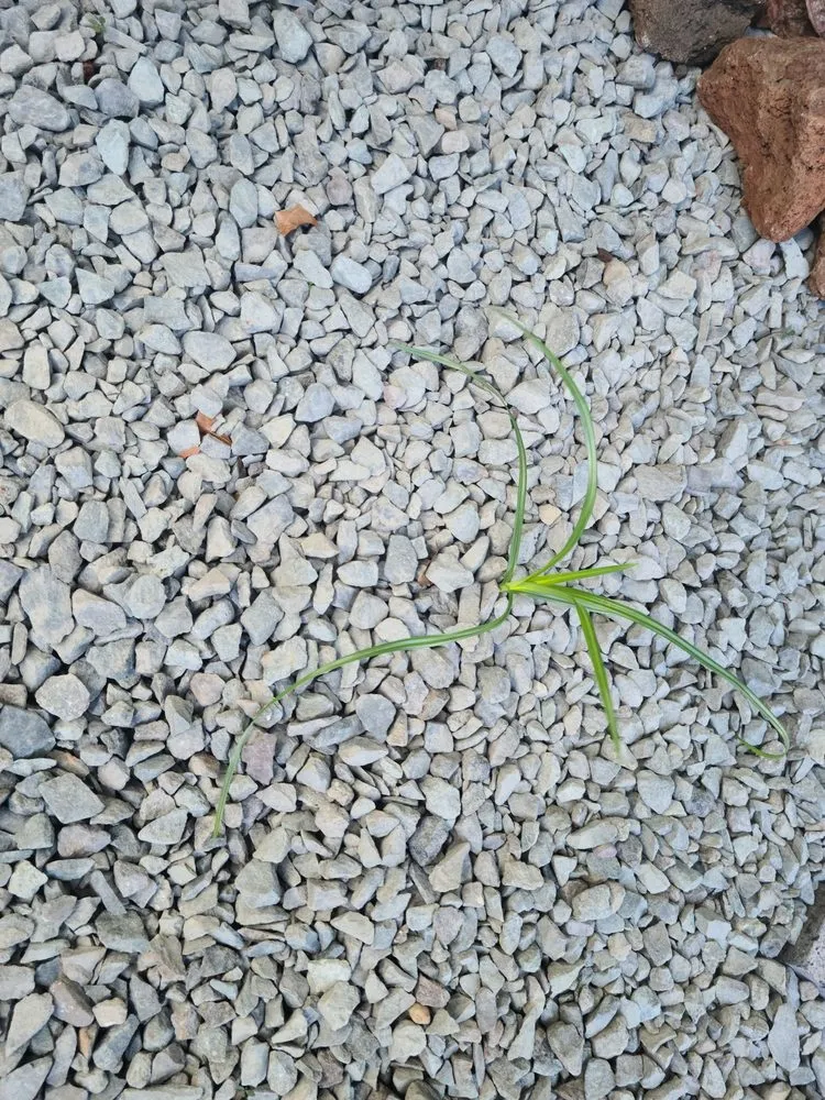 Professional outdoor landscaping experts serving Honolulu, HI - Pascual's Yard Services