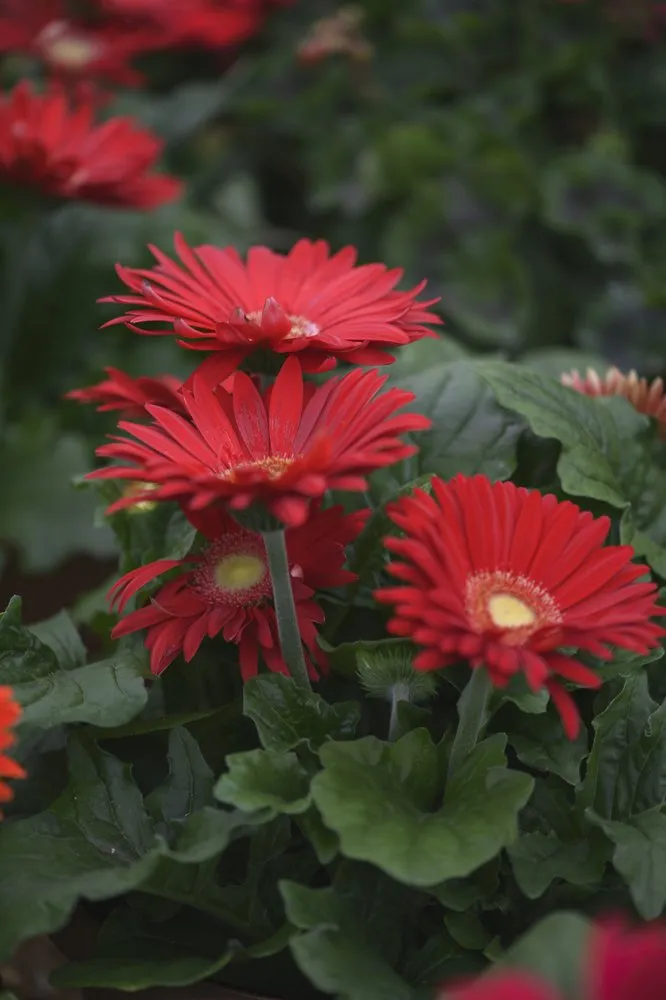 Top-rated garden landscaping experts serving Wildwood, MO - Passiglia Landscape, Nursery & Garden Center