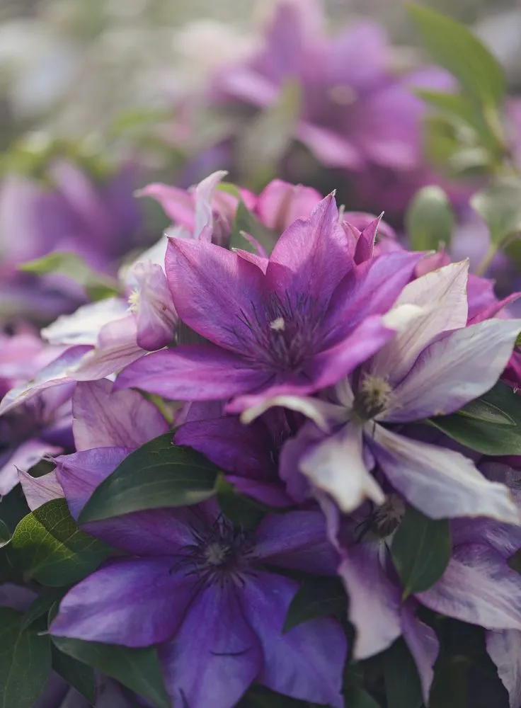 Top-rated lawn care service for year-round maintenance in Wildwood, MO by Passiglia Landscape, Nursery & Garden Center