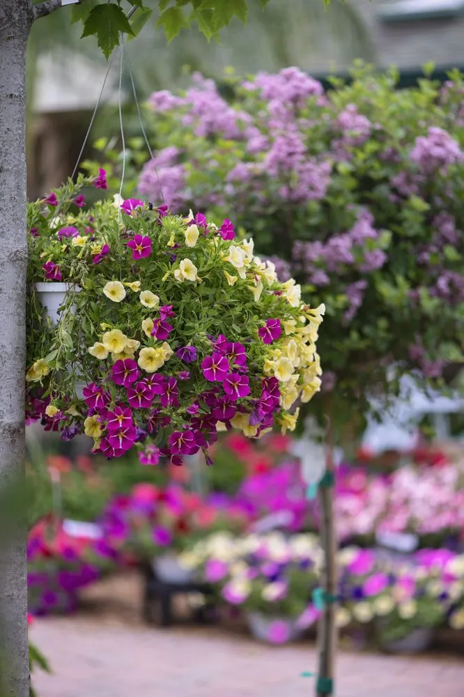 Custom landscape installation for year-round maintenance across Wildwood, MO - Passiglia Landscape, Nursery & Garden Center