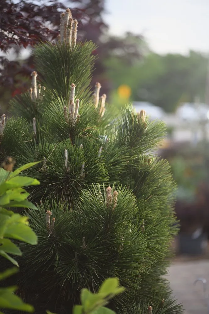 Affordable yard cleanup service in Wildwood, MO by Passiglia Landscape, Nursery & Garden Center