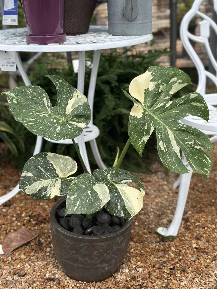 Reliable outdoor landscaping for year-round maintenance across Wildwood, MO - Passiglia Landscape, Nursery & Garden Center