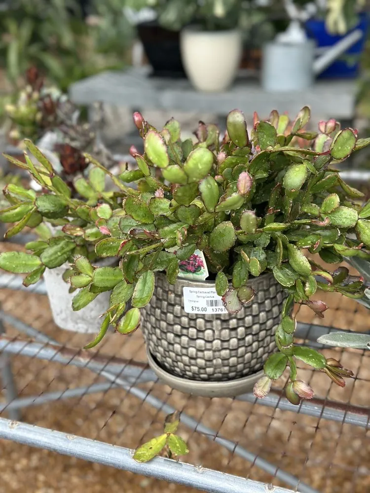 Trusted landscape installation experts serving Wildwood, MO - Passiglia Landscape, Nursery & Garden Center