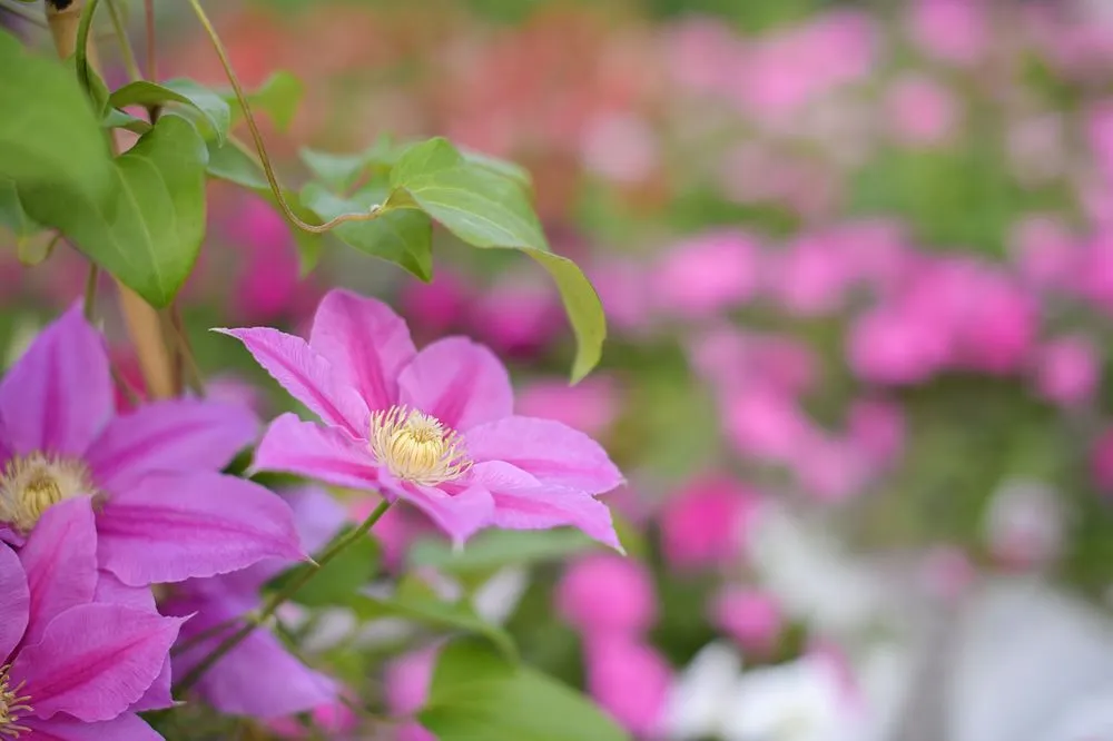 Expert lawn mowing service for outdoor upgrades in Wildwood, MO by Passiglia Landscape, Nursery & Garden Center