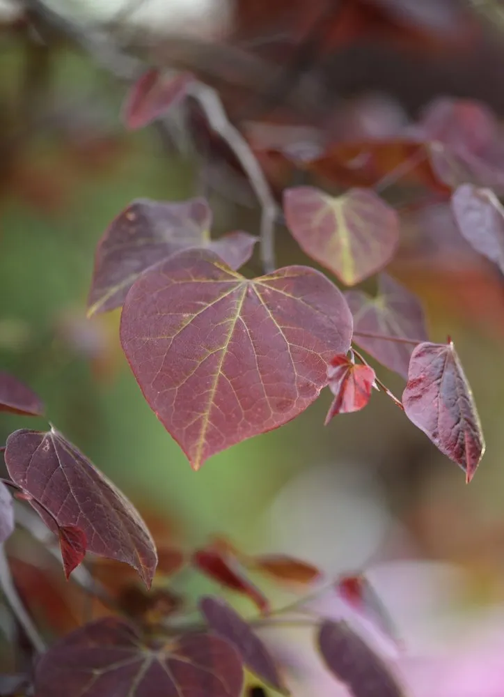Custom lawn mowing service near you across Wildwood, MO - Passiglia Landscape, Nursery & Garden Center
