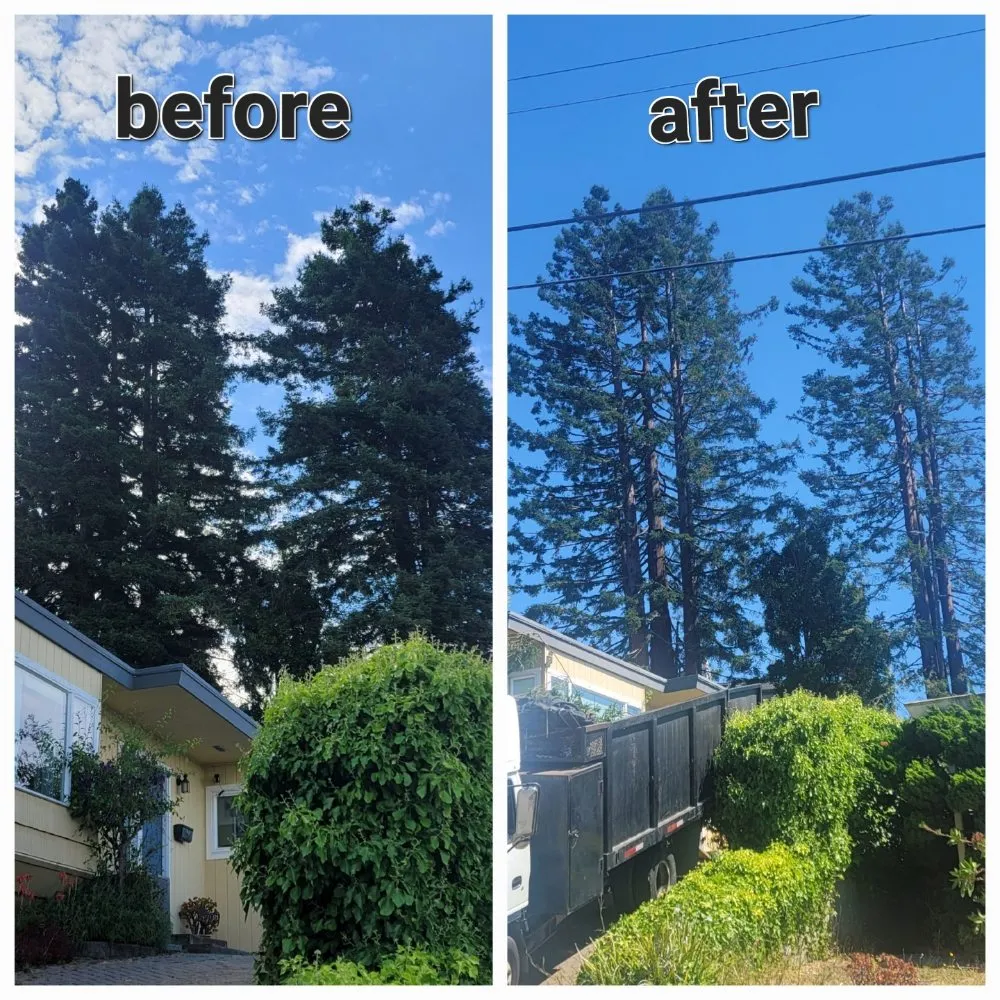 Expert yard maintenance in Hercules, CA by Passion & Janel Landscaping