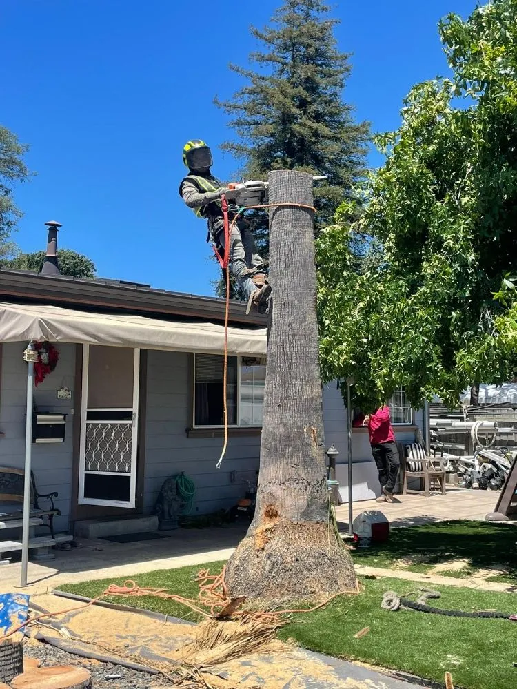 Top-rated yard maintenance in Hercules, CA - Passion & Janel Landscaping