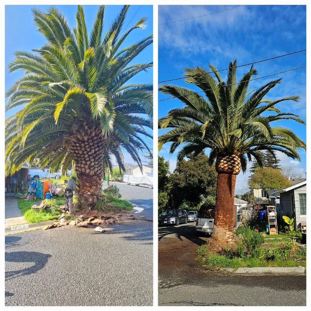 Custom landscape installation for year-round maintenance across Hercules, CA - Passion & Janel Landscaping