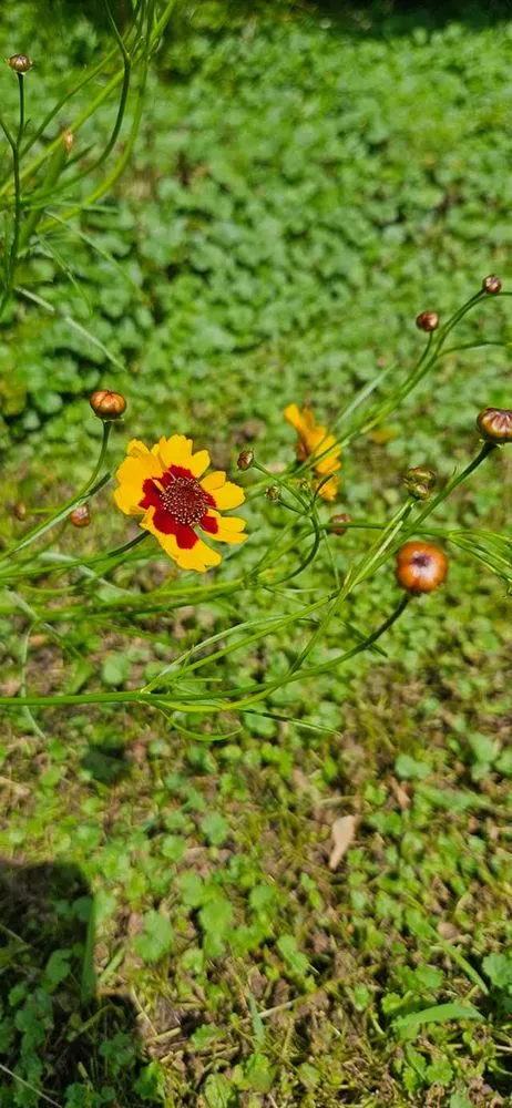 Local landscape design for homes across Waverly, TN - Passion Lawncare and Junk Removal