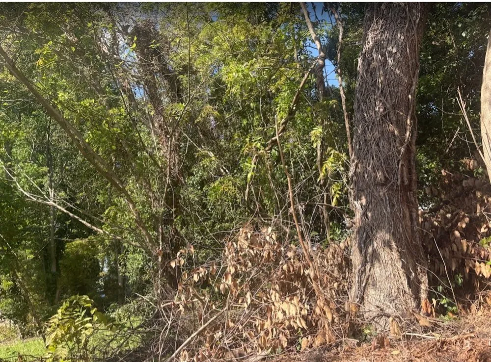 Local landscaping services in Rock Hill, SC - Past The Pine