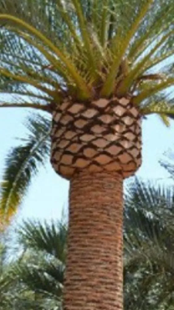 Local garden landscaping in Homestead, FL by Pastor Landscaping