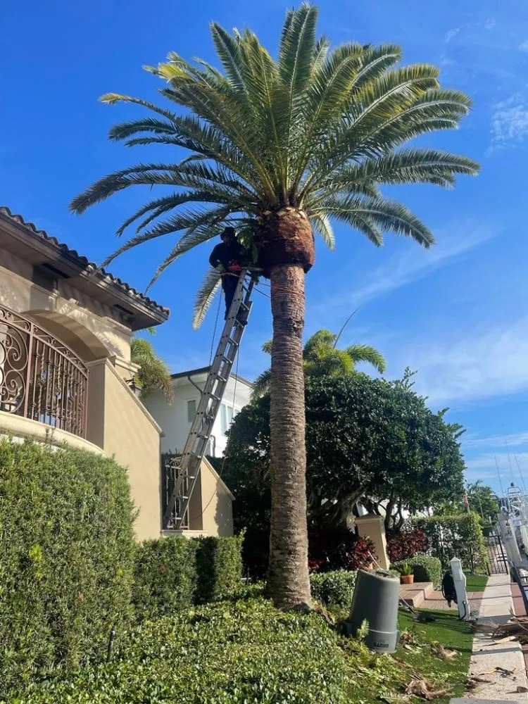 Trusted yard maintenance experts serving Homestead, FL - Pastor Landscaping