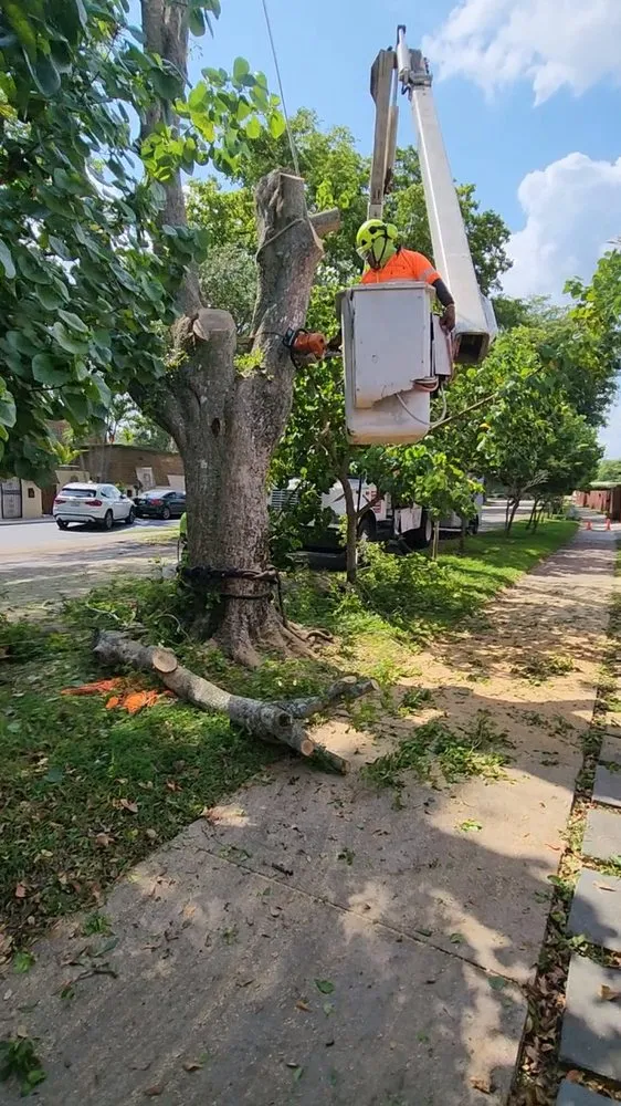 Professional lawn care service in Homestead, FL by Pastor Landscaping