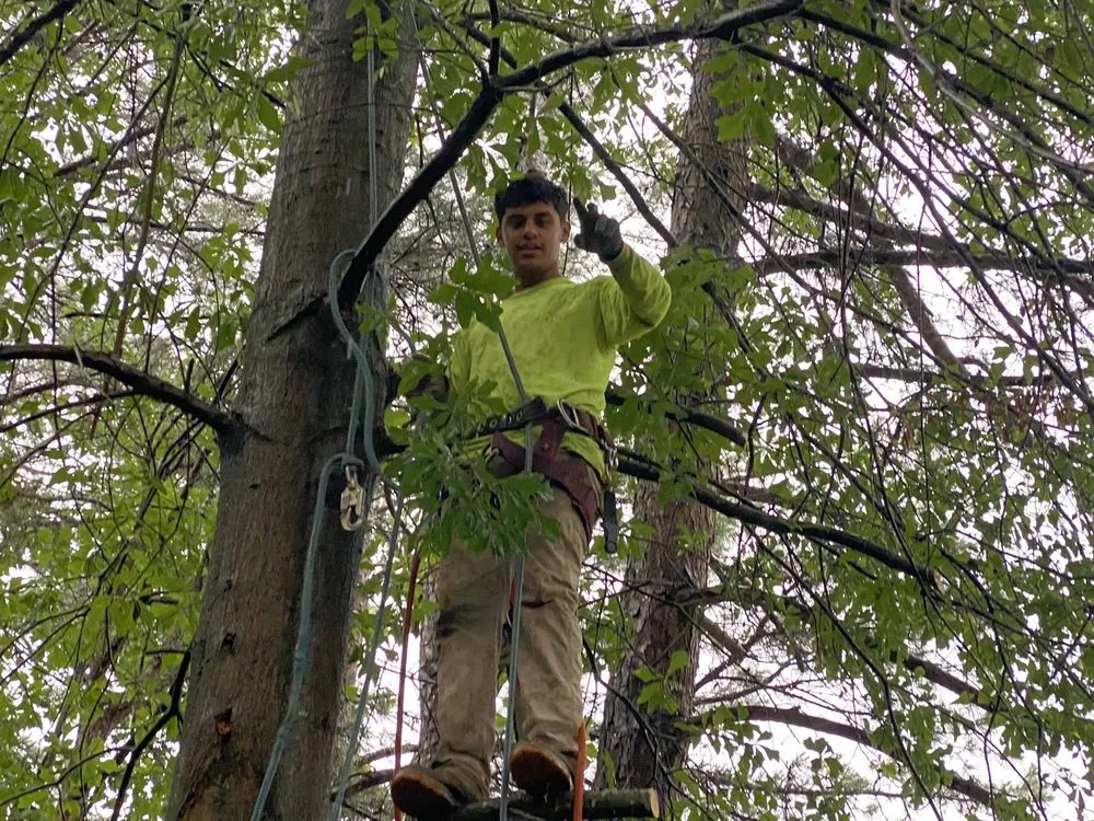 Trusted yard maintenance for year-round maintenance across Mabelvale, AR - Pastor Tree Services