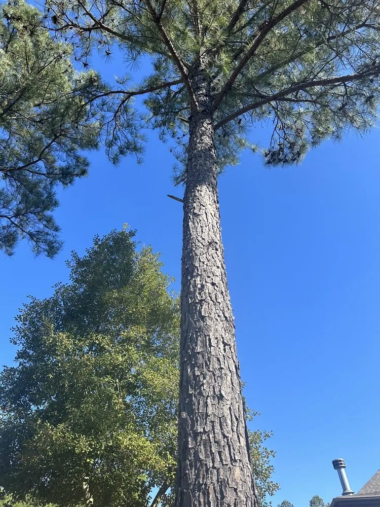 Expert landscape design for homes in Mabelvale, AR by Pastor Tree Services