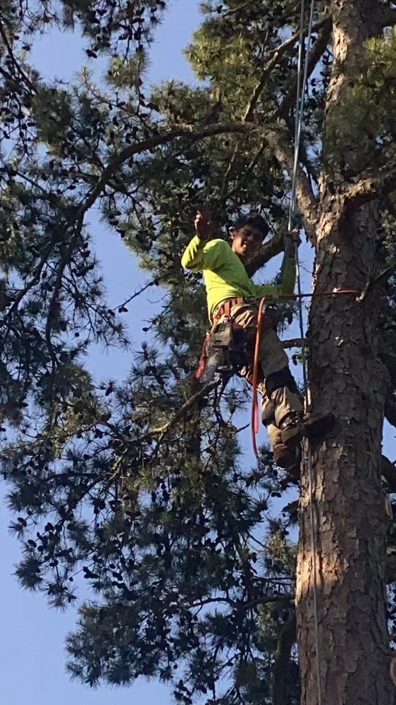 Expert residential landscaping in Mabelvale, AR by Pastor Tree Services