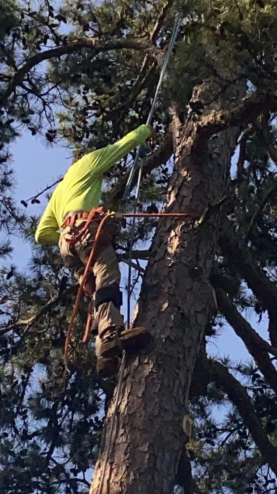 Expert yard maintenance for year-round maintenance across Mabelvale, AR - Pastor Tree Services