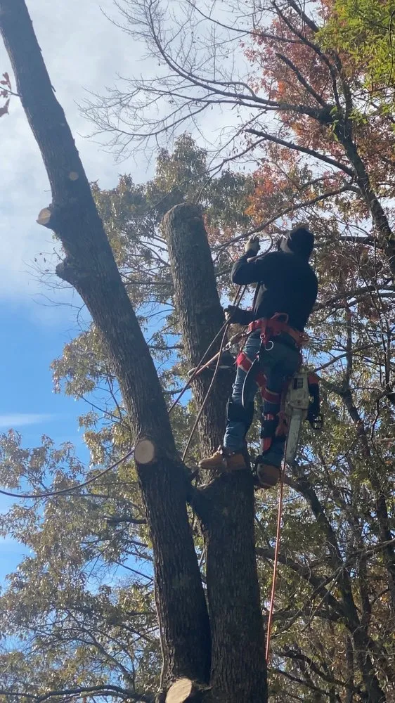 Professional outdoor landscaping in Mabelvale, AR - Pastor Tree Services