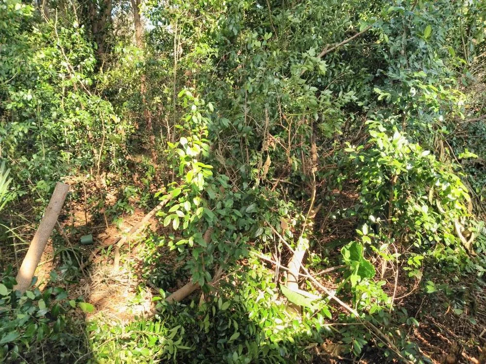 Professional landscape installation experts serving Belleview, FL - Pat and Kim's House Cleaning, Landscaping and Tree Work