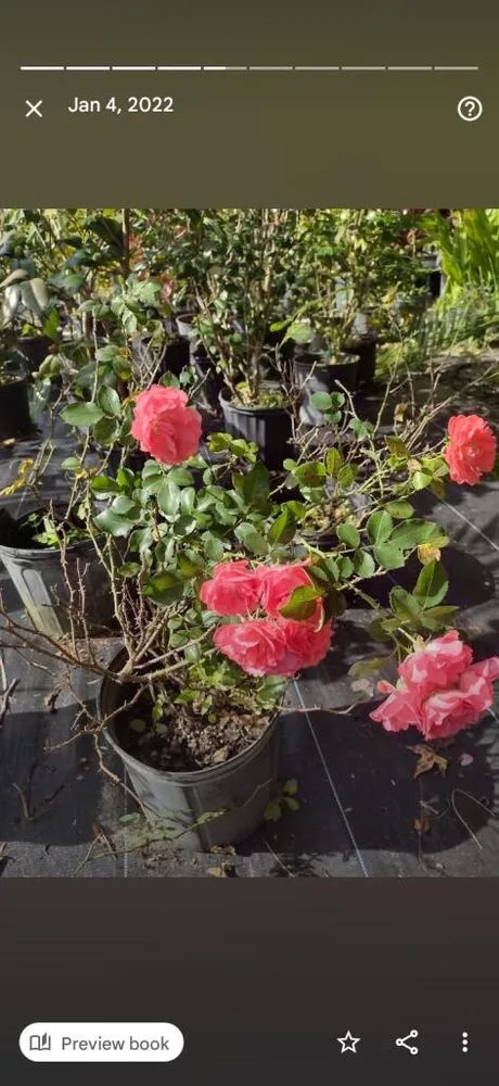 Reliable lawn care service for residential properties in Belleview, FL by Pat and Kim's House Cleaning, Landscaping and Tree Work