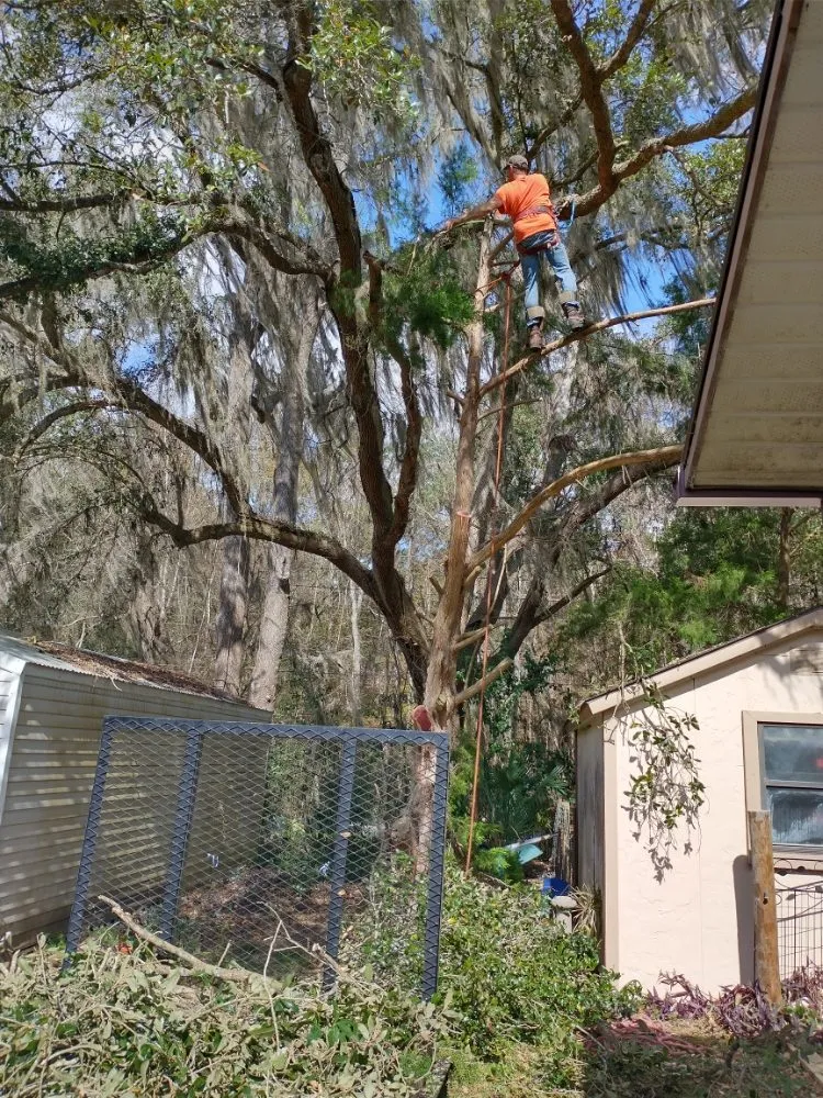 Affordable landscaping services experts serving Belleview, FL - Pat and Kim's House Cleaning, Landscaping and Tree Work