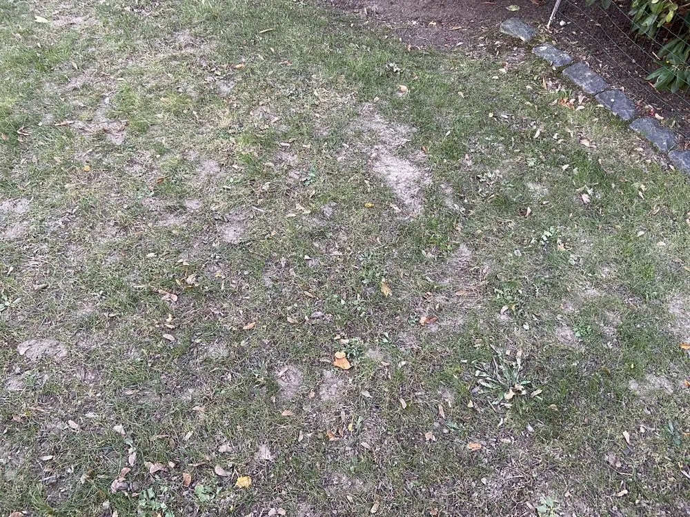 Trusted yard maintenance near you across Canton, MA - Pat Gibbs Landscape Design & Construction