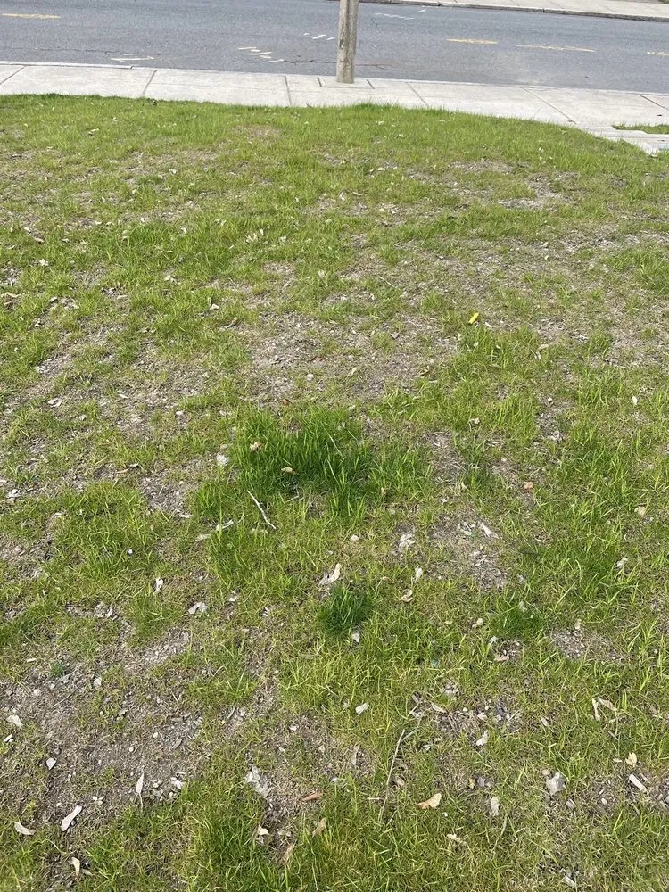 Expert landscaping services in Canton, MA - Pat Gibbs Landscape Design & Construction