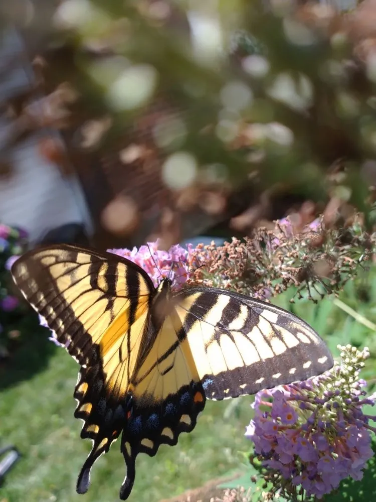 Custom landscape installation experts serving Garfield, NJ - Pat Landscaping Services