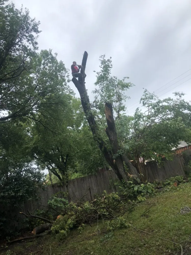 Top-rated yard cleanup service in Dallas, TX by Pat Torres Landscaping