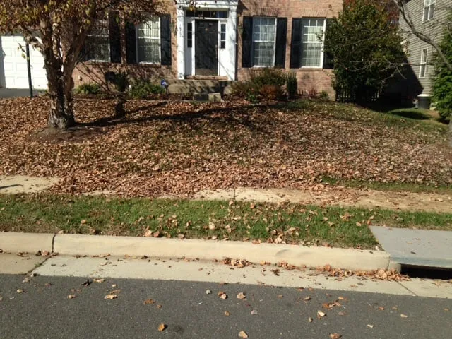 Affordable yard cleanup service in Bristow, VA - Patch O' Grass