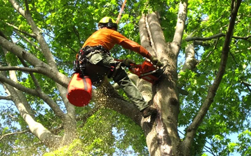 Affordable lawn mowing service near you in Raymond, MS by Patch Of Heaven Landscaping & Facility Maintenace