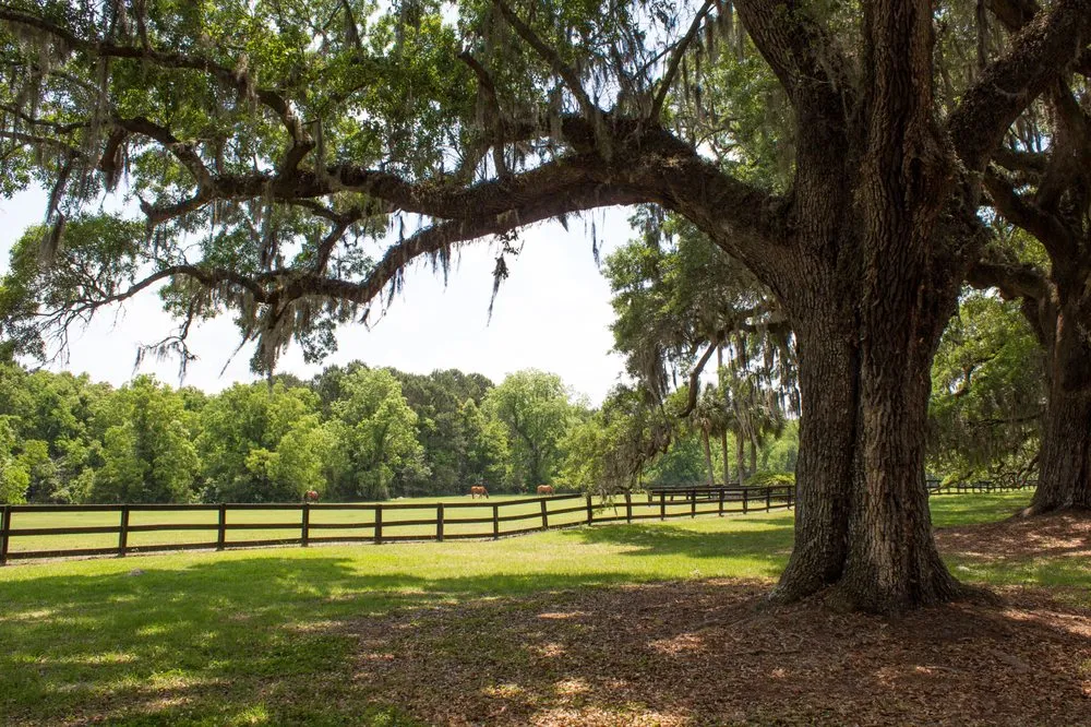 Custom lawn mowing service for beautiful yards in Williston, FL by Pate’s Property Management & Tree Solutions