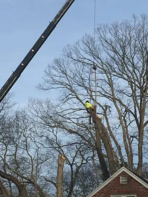 Pathfinder Tree Service Logo