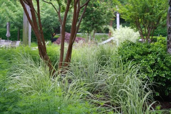 Patino Landscape Group Logo