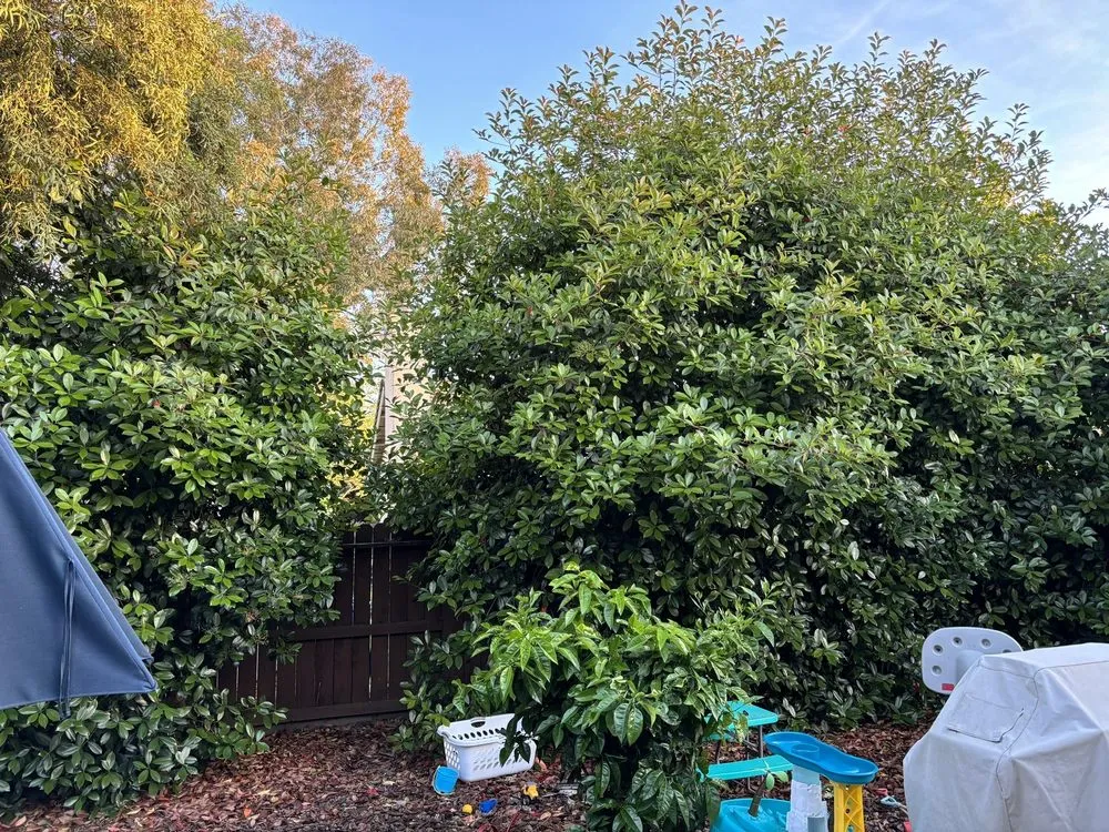 Affordable outdoor landscaping in Roseville, CA by Patino landscaping