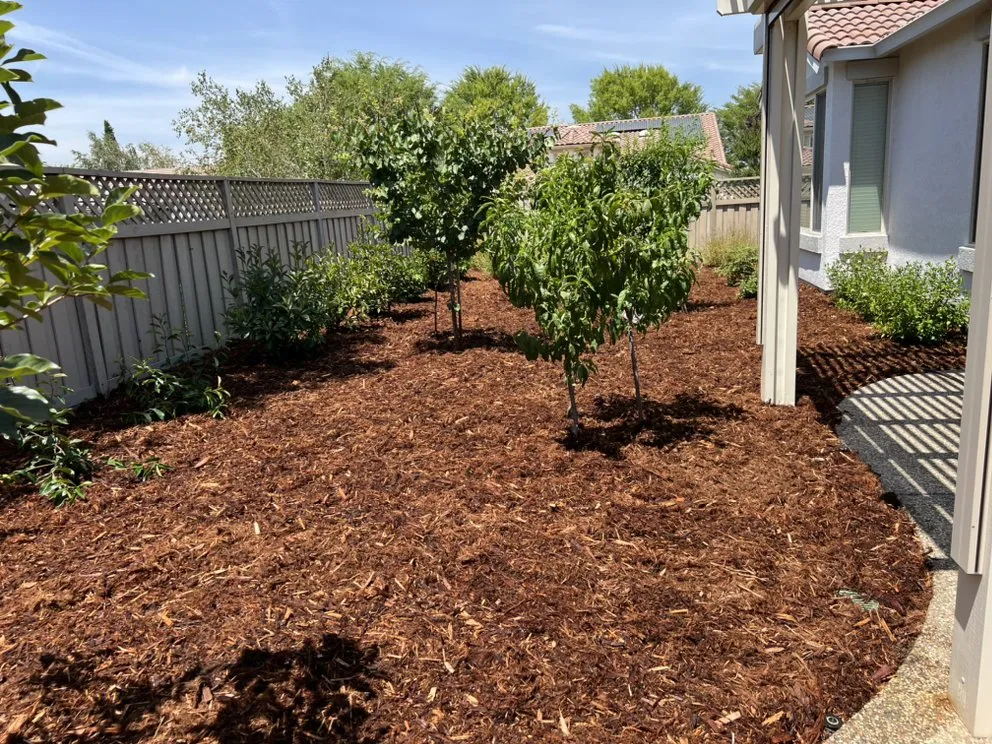 Reliable yard cleanup service experts serving Roseville, CA - Patino landscaping