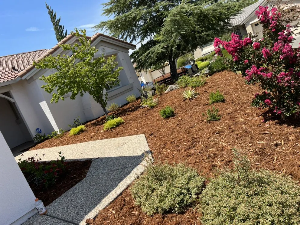 Expert yard cleanup service experts serving Roseville, CA - Patino landscaping